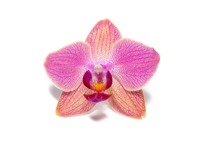 花束 花的 粉红色 植物学 美丽的 蝴蝶兰 分支 植物区系