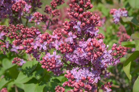 灌木 盛开 植物 草药 紫色 自然 招呼 植物学 特写镜头