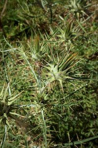 危险 盛开 草药 植物 植被 开花 纹理 生长 分支 特写镜头