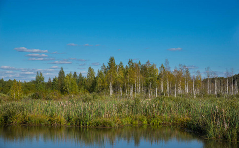 乡村 场景 季节 西伯利亚 土地 国家 极简主义 风景 植物