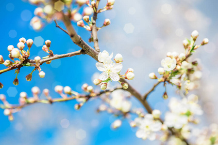 樱花 四月 太阳 颜色 分支 盛开 日本人 旅行 自然 公园