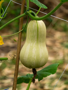 农事 污垢 葫芦 食物 生活 成长 南瓜 生长 成熟 自然