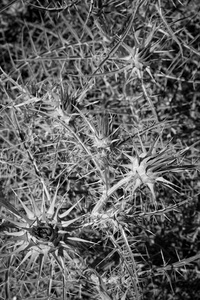 植物学 纹理 自然 野花 花的 尖峰 草药 植被 花园 植物区系