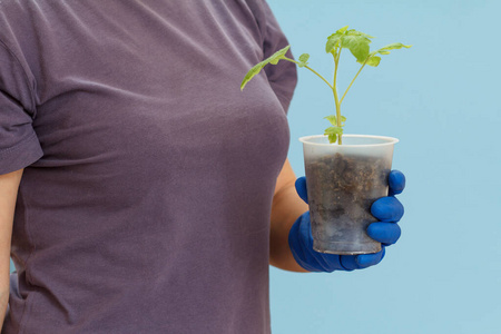 园艺 生活 植物 番茄 季节 花园 发芽 素食主义者 蔬菜