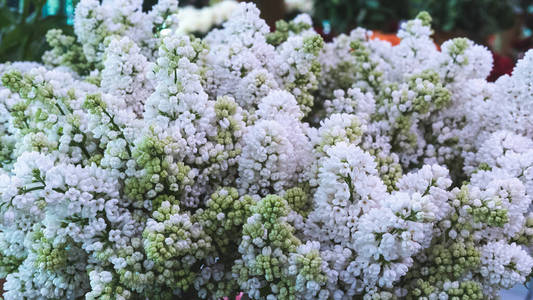 季节 花的 花园 开花 紫色 特写镜头 绣球花 颜色 植物区系