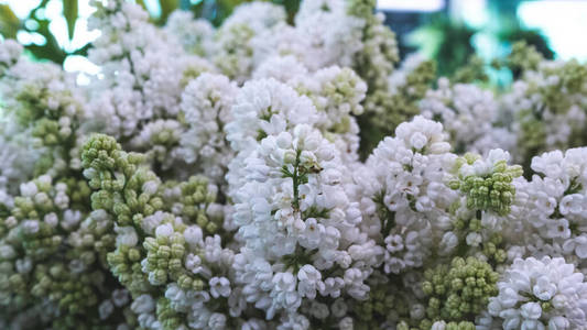 植物 绣球花 自然 紫色 花束 季节 春天 盛开 夏天 特写镜头