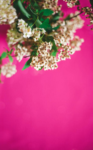 花的 美丽的 美女 粉红色 特写镜头 分支 开花 盛开 春天