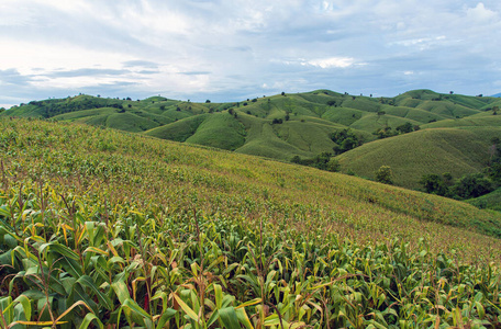 栽培 农业 生长 环境 国家 颜色 玉米 美丽的 农场 领域