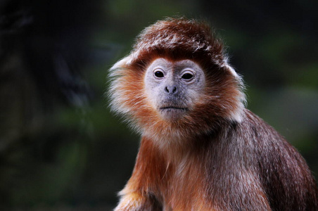 棕色猴脸肖像。