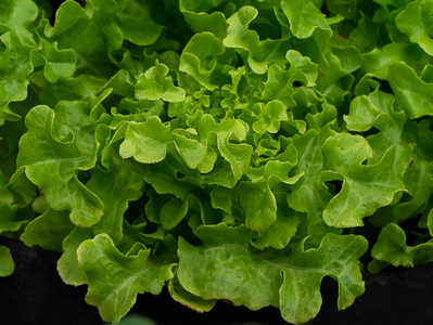 植物 美味的 蔬菜 特写镜头 厨房 食物 生产 健康 颜色