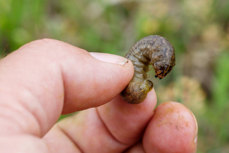 昆虫 农业 地面 甲虫 幼虫 动物学 动物 野生动物 蠕虫