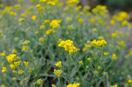 美丽的 开花 公园 花园 农场 春天 植物区系 风景 自然