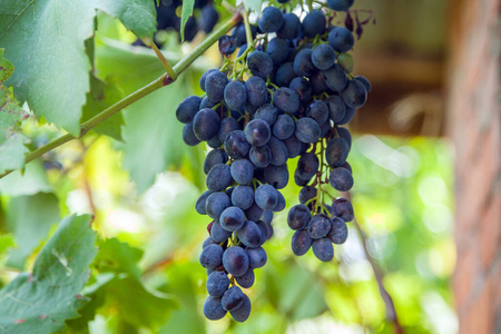 葡萄 自然 农场 葡萄园 食物 农业 水果 酒厂 葡萄酒