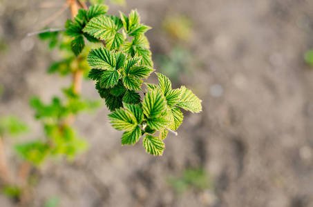 自然 新的 植物区系 特写镜头 灌木 树叶 草本植物 春天