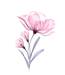 透明卡片水彩玫瑰花.手绘艺术品与透明的藏红花隔离在白色.