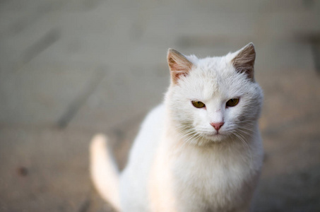 基蒂 毛皮 自然 小猫 宠物 特写镜头 美丽的 面对 漂亮的