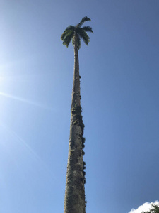 海景 夏天 天堂 棕榈 风景 椰子 旅行 海滩 假期 自然