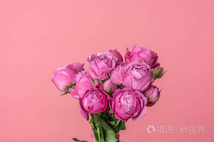 一束粉红色的蔷薇花有时称为多花蔷薇