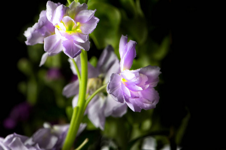 植物区系 紫罗兰 美丽的 花的 春天 花园 颜色 特写镜头