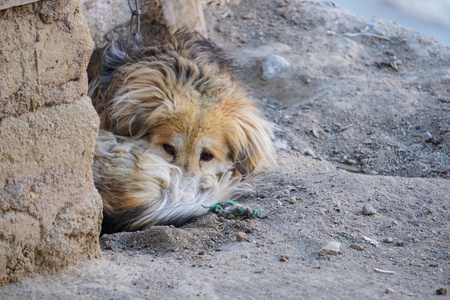 迷路 哺乳动物 说谎 街道 被遗弃的 地面 面对 动物 宠物