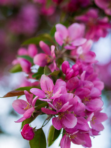 夏季 粉红色 自然 果园 夏天 植物 特写镜头 花儿 花瓣