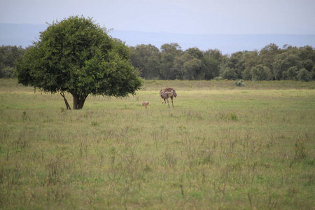 坦桑尼亚 公园 鸵鸟 肯尼亚 安波塞利 冒险 假日 成人