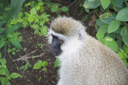 国家的 动物 公园 宝贝 哺乳动物 旅行 肯尼亚 森林 储备