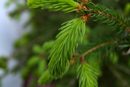 自然 植物 外部 加拿大人 环境 特写镜头 生长 植物区系