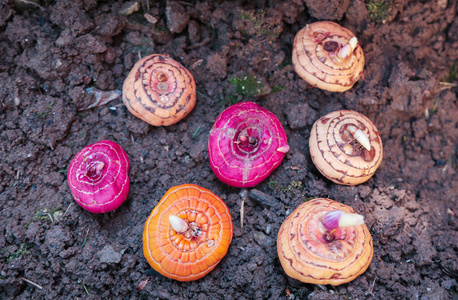 花园唐菖蒲唐菖蒲鳞茎不同种类在地上种植前春天.