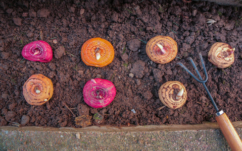 唐菖蒲鳞茎不同种类在地上种植前春天.种植花园里春天的花朵.照片