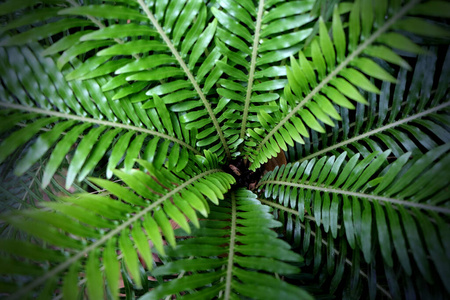 树叶 植物区系 生态学 生长 植物 自然 公园 夏天 特写镜头