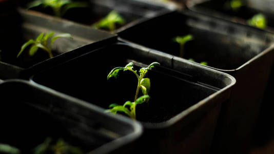 地球 回收 生态学 植物 动物 颜色 成长 污垢 植物学