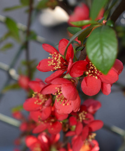 花的 植物学 春天 夏天 粉红色 花园 盛开 特写镜头 开花