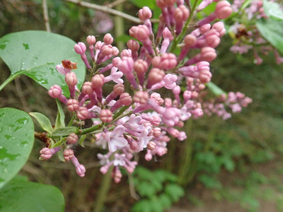 太阳 美女 丁香花 美丽的 春天 花的 芳香 颜色 分支