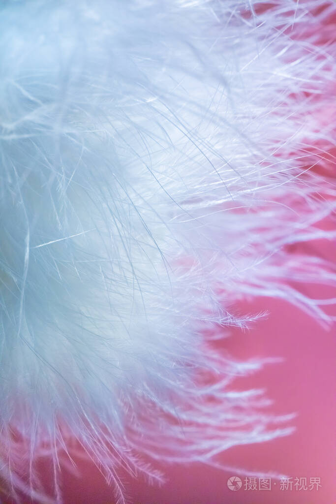 粉红色背景上精致的白天鹅绒毛焦点模糊选择性聚焦散焦