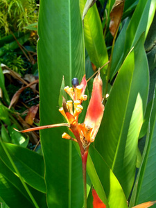 植物学 自然 热带 植物区系 开花 颜色 单子叶 夏天 花蜜