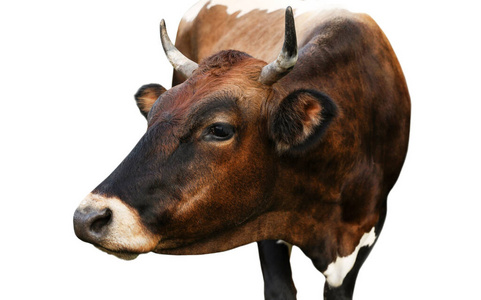 农业 哺乳动物 特写镜头 畜牧业 乳制品 有趣的 奶牛 动物学