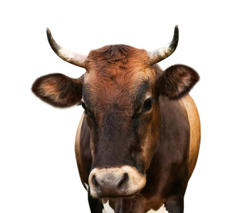 农事 动物 食草动物 动物群 育种 牲畜 乳制品 生物 牛奶