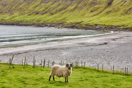 海滩 大西洋 风景 羔羊 放牧 丹麦 海洋 哺乳动物 法罗