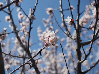 公园 春天 特写镜头 美丽的 芳香 开花 园艺 花瓣 自然