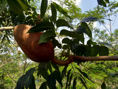 大叶桃花心木图片