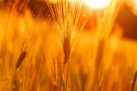 粮食 种子 收获 行业 农业 成长 发光 小麦 植物 夏天