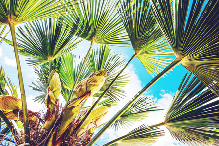 棕榈树三枝.照片