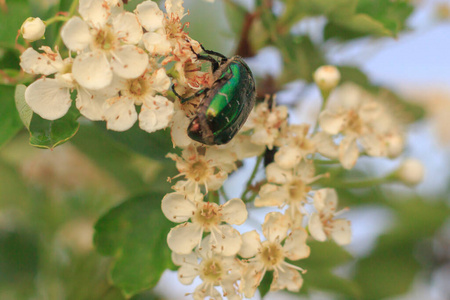 昆虫 开花 颜色 害虫 季节 草坪 自然 花园 甲虫 森林