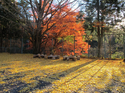 自然 植物 旅行 日本 树叶 枫树 季节 花园 离开 风景