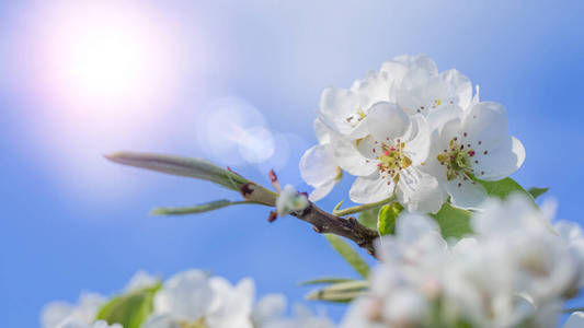 自然 植物 夏天 日本 春天 分支 太阳 季节 花园 天空
