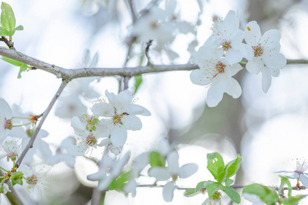 日本人 天空 植物学 花园 樱桃 日本 开花 植物区系 颜色