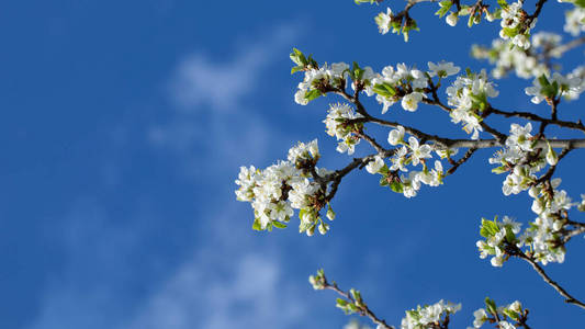 花瓣 日本 天空 花园 艺术 植物学 分支 日本人 美丽的