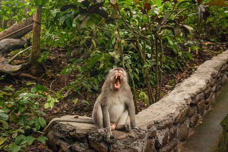 亚洲 猴子 可爱的 巴厘岛 旅行 乌布 动物 丛林 毛皮