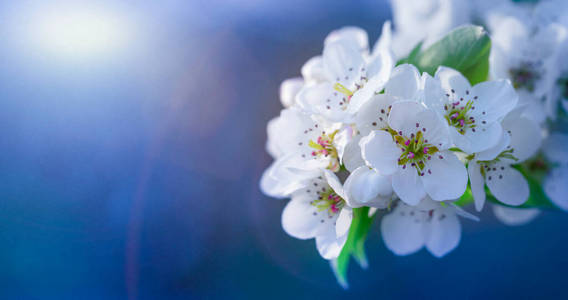 夏天 开花 颜色 四月 季节 天空 花瓣 生长 公园 美丽的